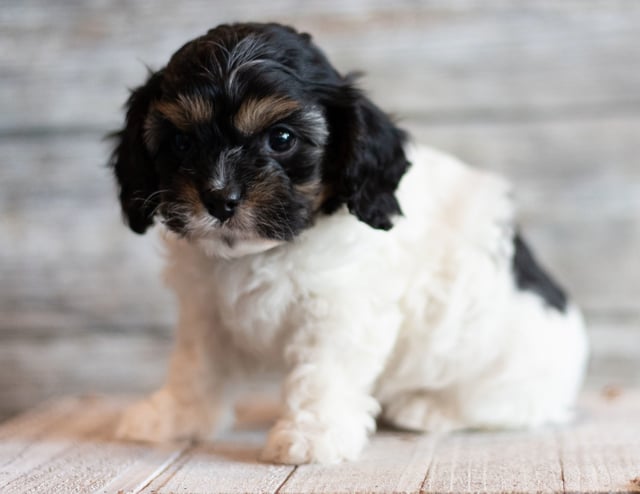 Jax is an F1 Cavapoo for sale in Iowa.