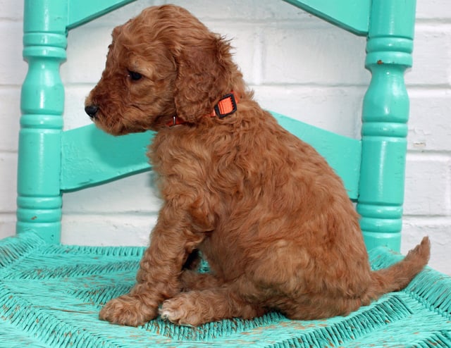 Malone came from Hadley and Scout's litter of F1BB Irish Doodles