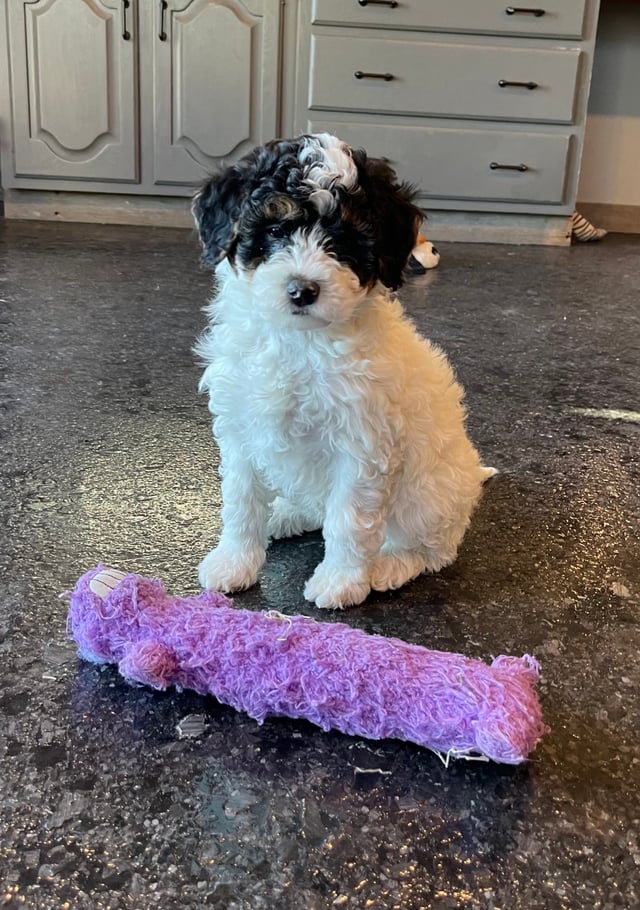 Matilda came from Meeka and Parker's litter of F1B Bernedoodles