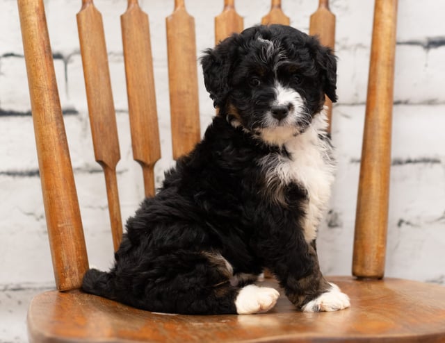 A picture of a Pookie, a gorgeous Mini Bernedoodles for sale