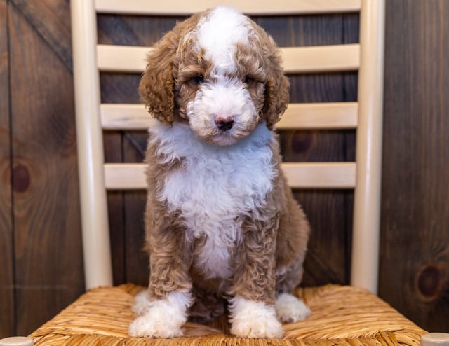 Walker came from Zara and Reggie's litter of F1BB Goldendoodles