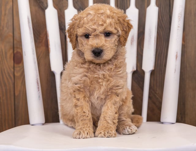 Rango came from Sassy and Taylor's litter of F1 Goldendoodles