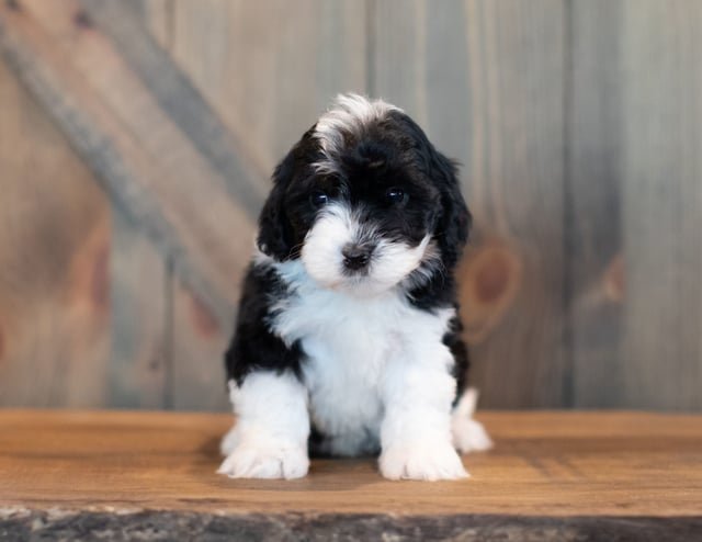 These Sheepadoodles were bred by Poodles 2 Doodles in Iowa. Their mother is Shandy and their father is River