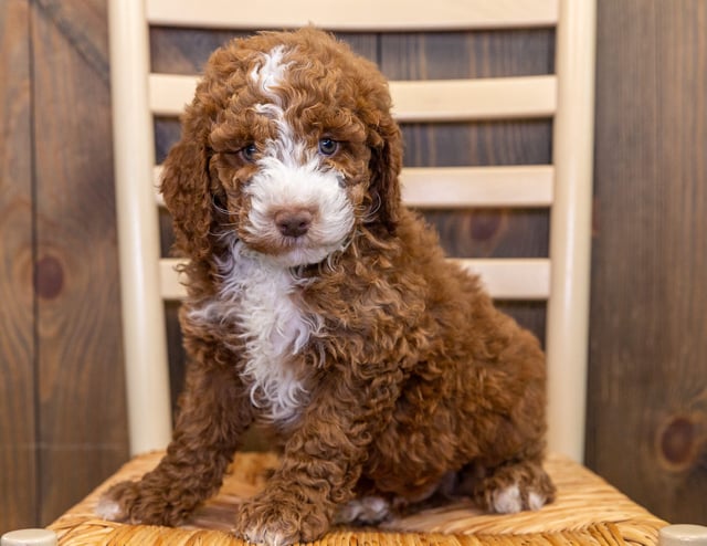 Jonny is an Multigen Australian Goldendoodle that should have  and is currently living in Iowa