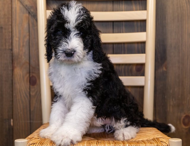 Ice is an F1 Sheepadoodle that should have  and is currently living in Kansas