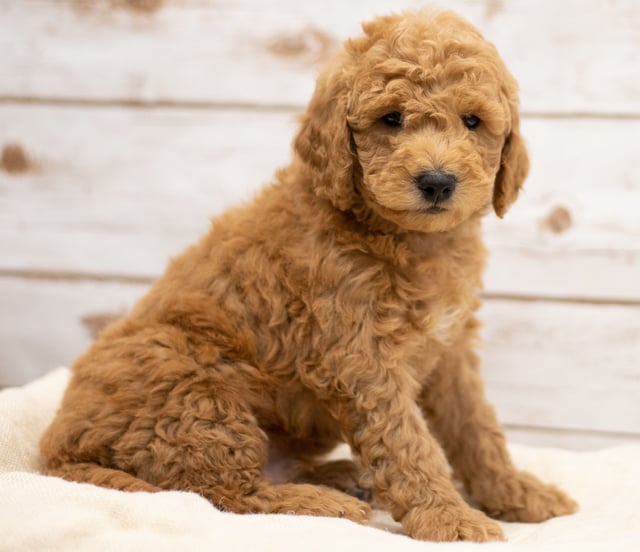 Kane came from Tatum and Teddy's litter of F2B Goldendoodles