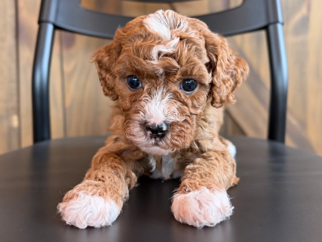 A picture of a Flora, a gorgeous Petite Cavapoos for sale