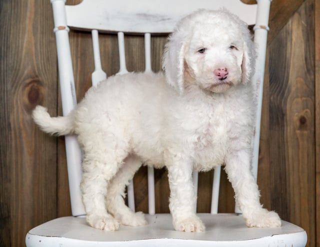 Olda came from Paisley and Olda's litter of F1BB Goldendoodles