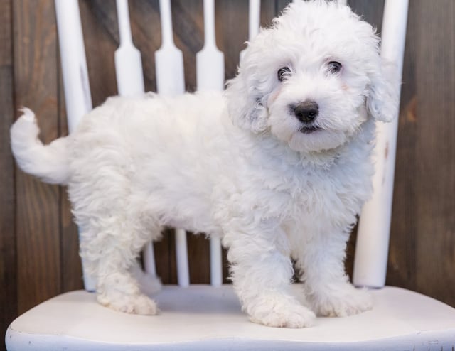 A picture of a Oakleigh, one of our Mini Sheepadoodles puppies that went to their home in Nebraska