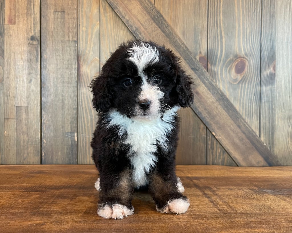 A picture of a Ariel, one of our Standard Bernedoodles for sale