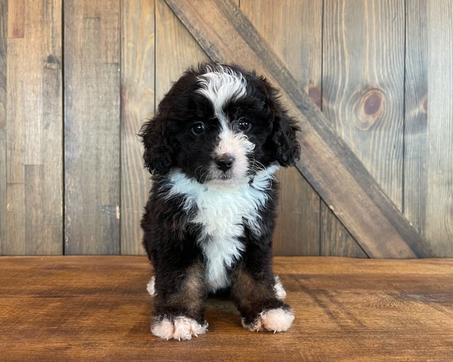 A picture of a Ariel, a gorgeous Standard Bernedoodles for sale