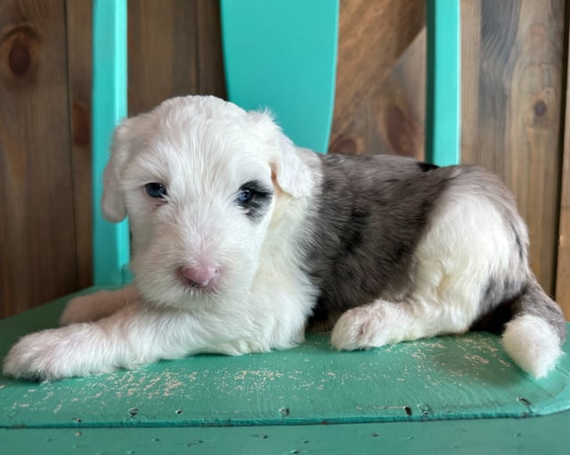 A picture of a Kim, one of our Standard Sheepadoodles puppies that went to their home in Florida 