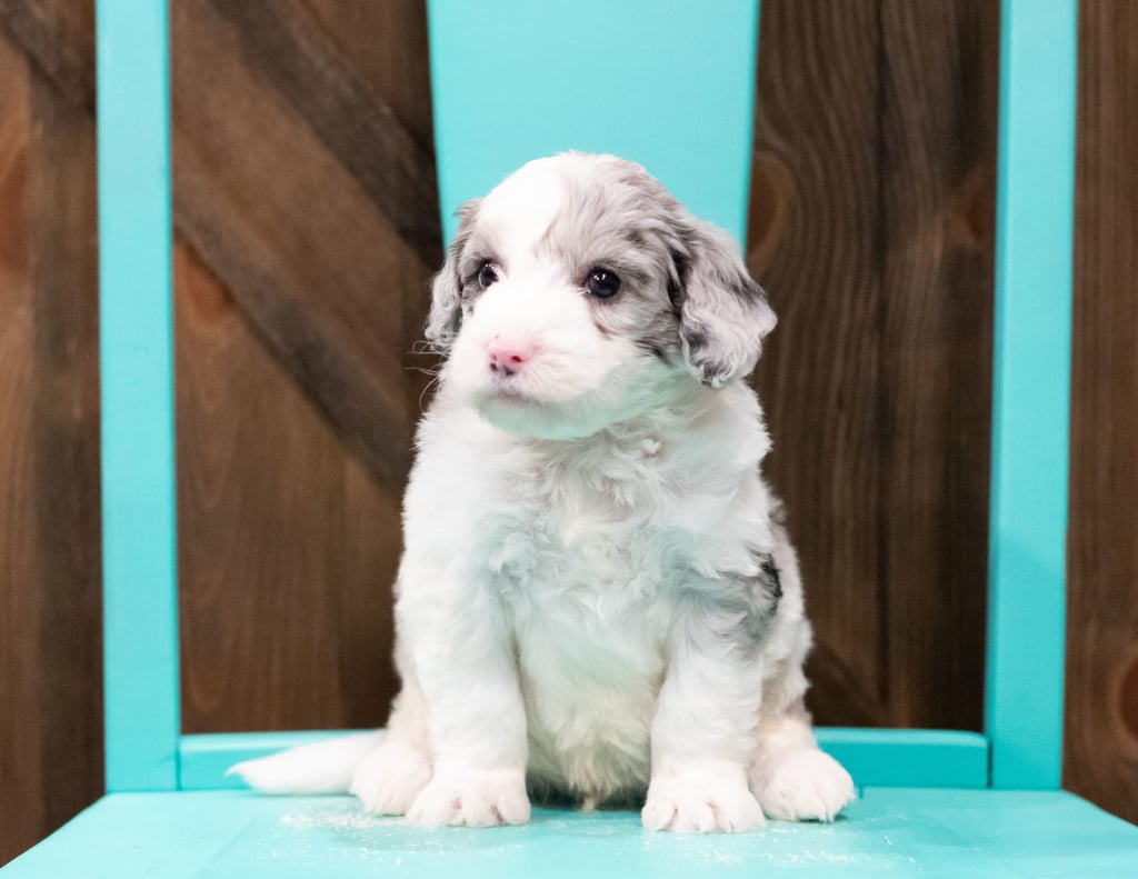 A picture of a Eddie, one of our Mini Sheepadoodles puppies that went to their home in Arizona