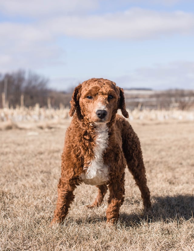 Poodles bred in in Iowa by Poodles 2 Doodles