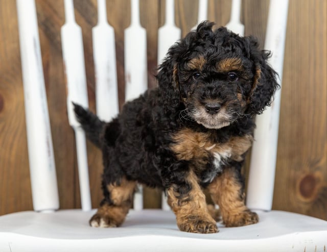 Tamale came from Raven and Ozzy's litter of F1BB Bernedoodles