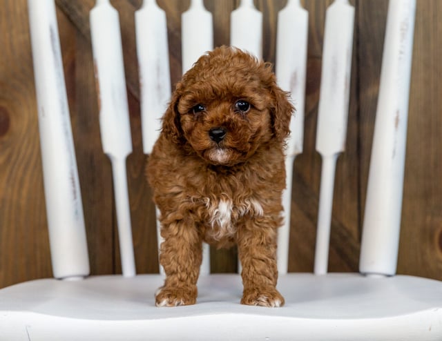 A picture of a Sonny, one of our Petite Cavapoos puppies that went to their home in Minnesota