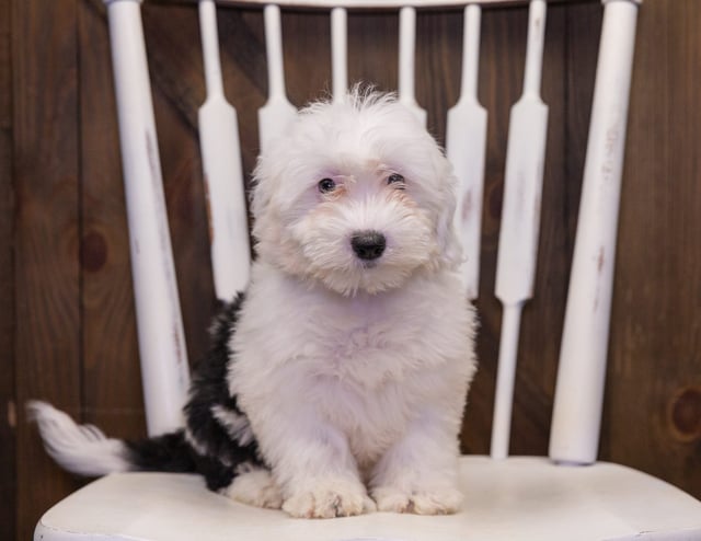 Lana is an F1 Sheepadoodle that should have  and is currently living in Florida