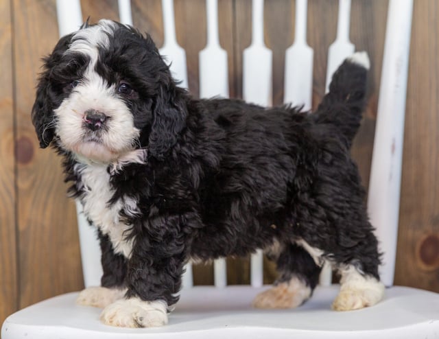 A picture of a Volt, one of our Mini Bernedoodles puppies that went to their home in South Dakota