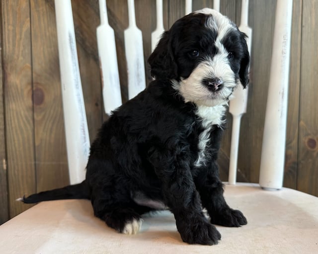 Chip is an F2B Sheepadoodle that should have  and is currently living in Iowa