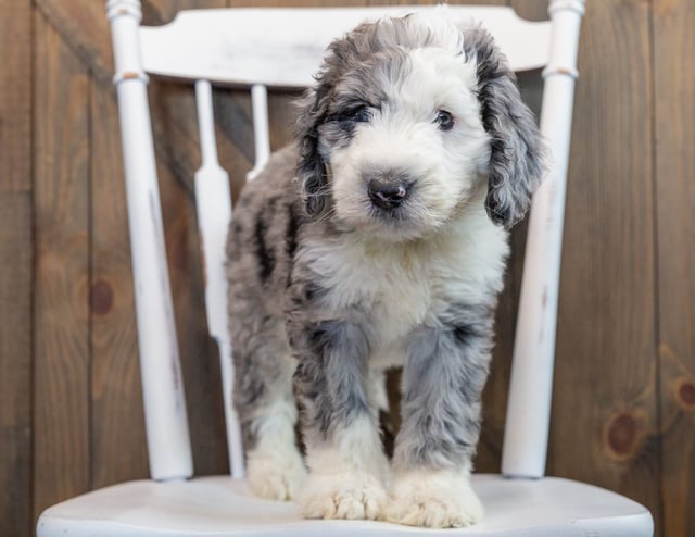 Nemo came from Annie and Merlin's litter of F1 Sheepadoodles