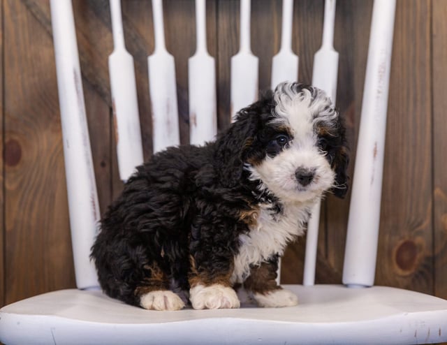 A picture of a Ian, one of our  Bernedoodles puppies that went to their home in Washington