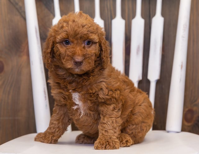 Volt is an F1B Goldendoodle that should have  and is currently living in Wisconsin