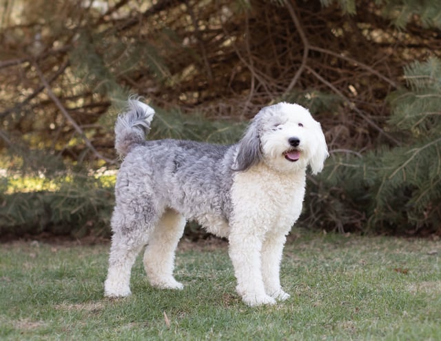 A picture of one of our Sheepadoodle mother's, Harlee.