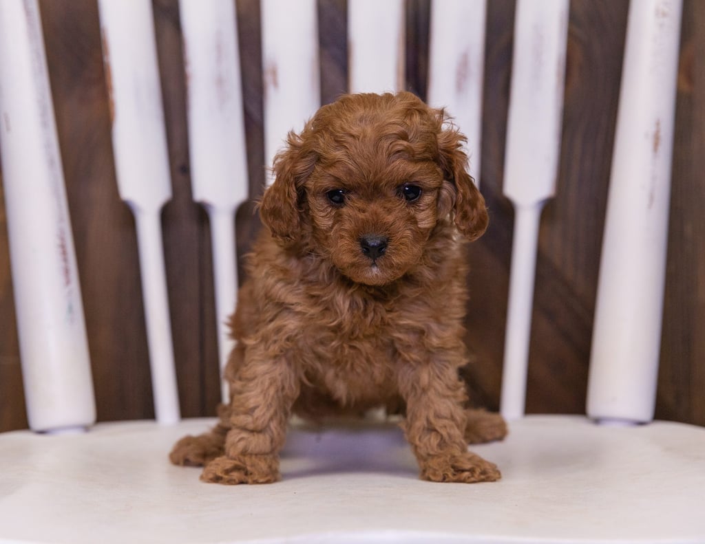 Queena came from Cali and Reggie's litter of F1B Cavapoos