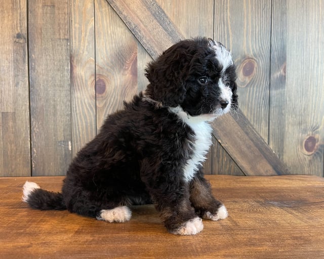 Ariel came from Jersey and Bentley's litter of F1 Bernedoodles