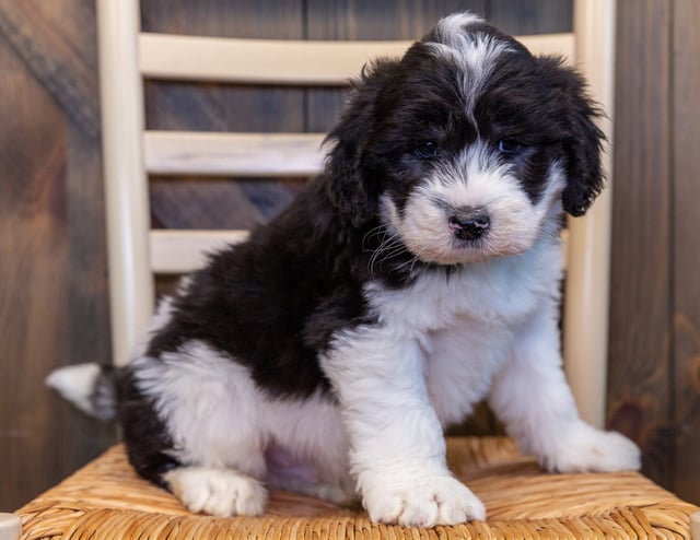 A picture of a Mac, one of our Standard Sheepadoodles puppies that went to their home in Iowa