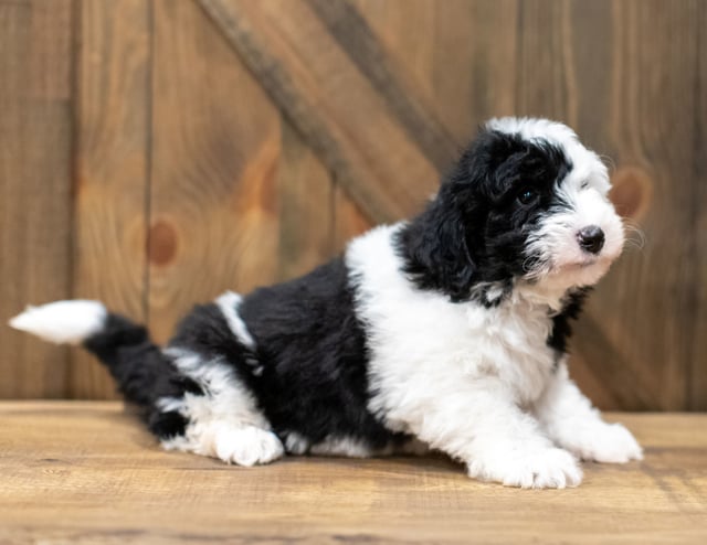 Ohio is an F1 Sheepadoodle for sale in Iowa.