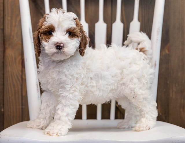 Betsy is an F1B Goldendoodle that should have  and is currently living in California