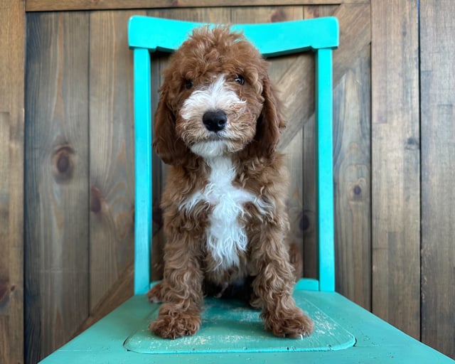 Another pic of our recent Goldendoodle litter