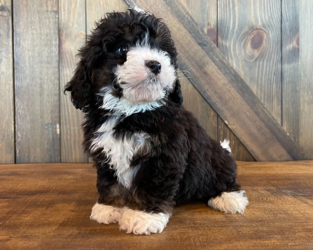 Aaron came from Jersey and Bentley's litter of F1 Bernedoodles