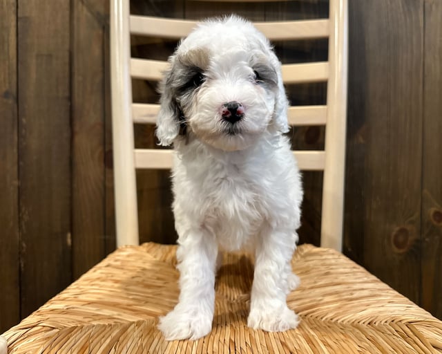 A picture of a Nina, one of our Mini Sheepadoodles puppies that went to their home in Oklahoma