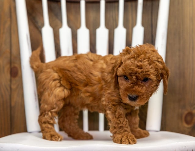 Cami came from Jazzy and Milo's litter of F1 Goldendoodles