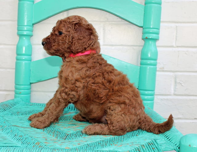 Missy came from Hadley and Scout's litter of F1BB Irish Doodles