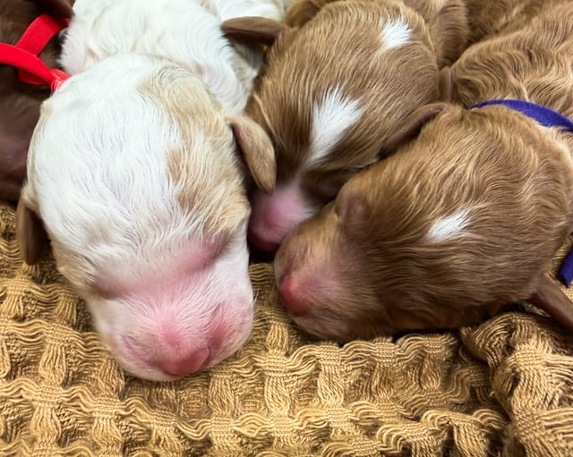 Learn more about Goldendoodles on our blog