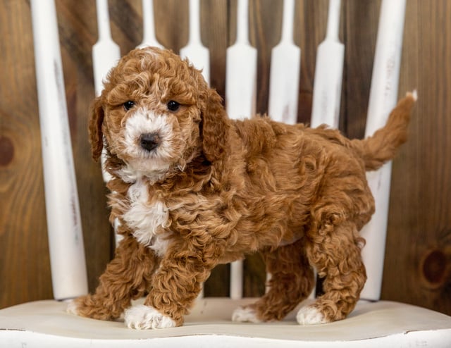 Quala is an F1B Goldendoodle that should have  and is currently living in South Dakota