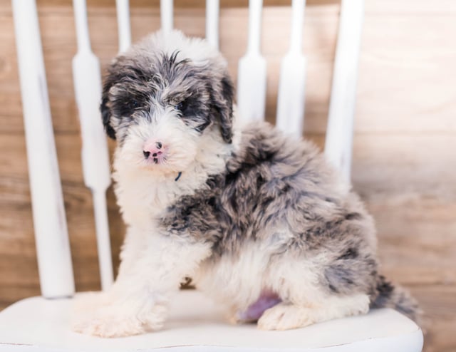A picture of a Yalk, one of our Standard Sheepadoodles puppies that went to their home in Arizona