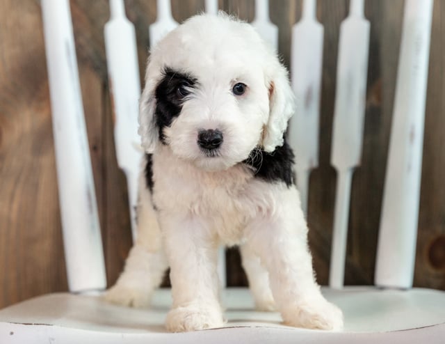 A picture of a Levi, one of our Mini Sheepadoodles puppies that went to their home in California