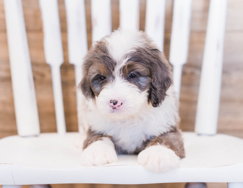 Another pic of our recent Bernedoodle litter