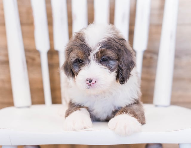 A picture of a Zee, one of our Mini Bernedoodles puppies that went to their home in New York