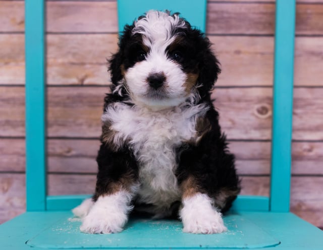 A picture of a Linus, one of our Mini Bernedoodles puppies that went to their home in Nebraska