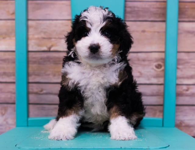 A litter of Mini Bernedoodles raised in Iowa by Poodles 2 Doodles