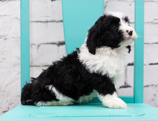 Silas is an F1 Sheepadoodle for sale in Iowa.