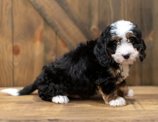 A picture of a Quincey, one of our Mini Bernedoodles puppies that went to their home in Georgia