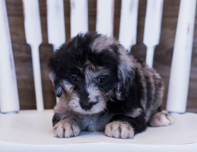 A picture of a Velma, one of our Mini Goldendoodles puppies that went to their home in Kansas