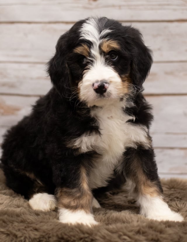 Ink is an F1 Bernedoodle that should have  and is currently living in Iowa