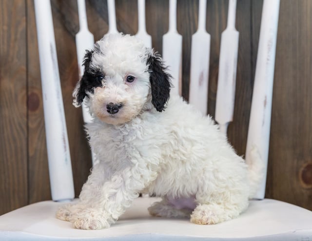 Olivia is an F1B Sheepadoodle that should have  and is currently living in Minnesota 